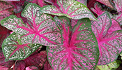 Party Punch caladiums