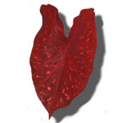 Burning Heart Caladium - single leaf