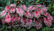 Carolyn Whorton caladiums are a crowd pleaser in any landscape, pot, basket or planter.