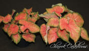 Chinook Caladiums - new color for caladiums