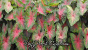 Party Punch Caladiums from Classic Caladiums