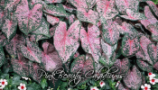 Pink Beauty Caladiums - eye-candy for your landscape.