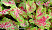 Raspberry Moon Caladiums - great for the landscape