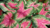 Roseglow caladiums - great for your landscape