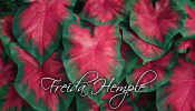Freida Hemple Caladiums - a long time "classic".