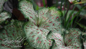 Gingerland Caladiums will grace any landscape.