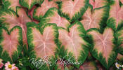Kathleen Caladiums - lovely pink accents to your landscape