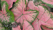 Pink Splash Caladiums - an elegant caladium for your landscape