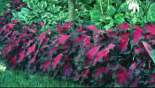 Red frill Caladiums - great for your landscape!
