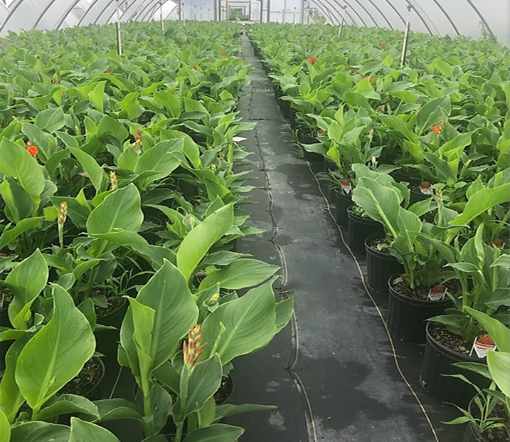 cannas in greenhouse